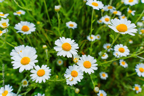 Close-up of Daisies in a Field © Katie Chizhevskaya
