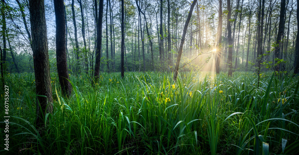 Beautiful morning in alder trees wet forest Beautiful morning in alder trees wet forest