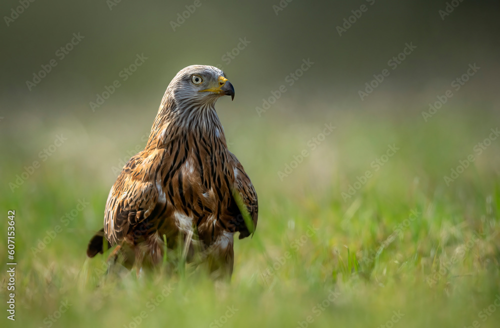 Red kite bird in the grass ( Milvus milvus ) Red kite bird in the grass ( Milvus milvus )