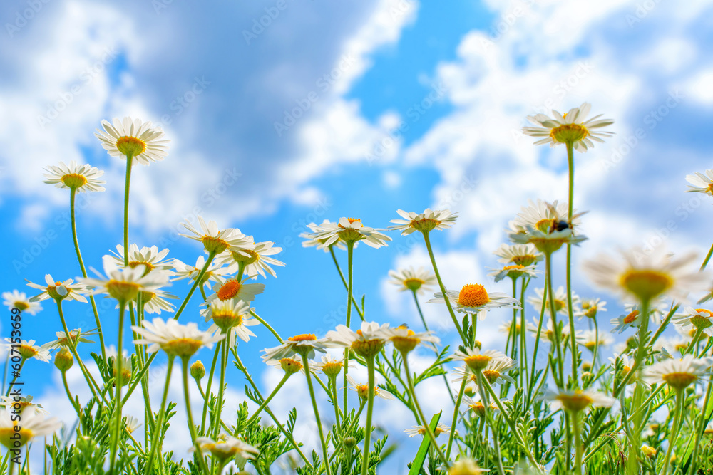 Daisies in Full Blossom beneath the Sky with Sunshine Daisies in Full Blossom beneath the Sky with Sunshine