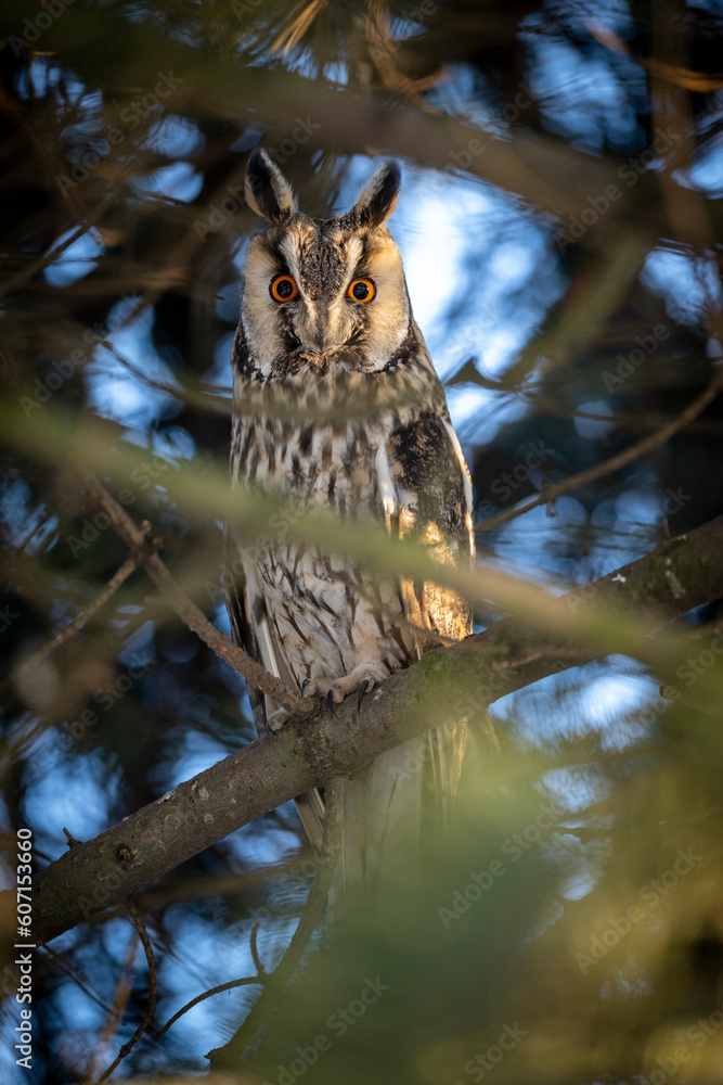 Obraz premium Long eared owl ( Asio otus )