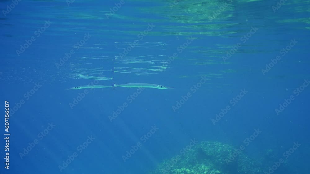 Sea pike swims under surface on sunny day in sun rays, Slow motion. Needlefish or Garfish swim underwater of reflecting off surface of blue water in bright sunbeams Sea pike swims under surface on sunny day in sun rays, Slow motion. Needlefish or Garfish swim underwater of reflecting off surface of blue water in bright sunbeams