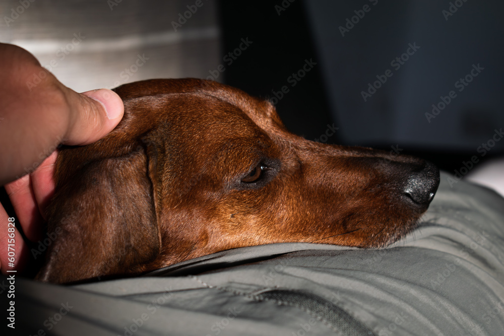 Brown shorthaired dachshund lying with sad expression on owner's leg