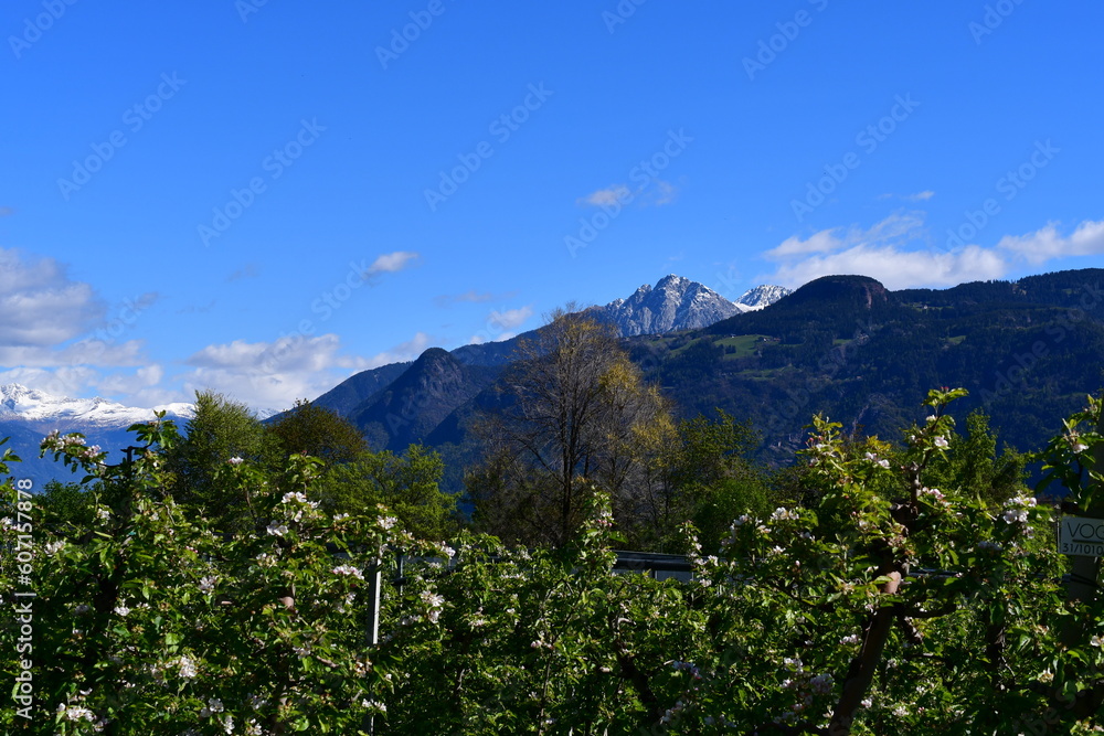 Apfelblüten und Berge in Südtirol 