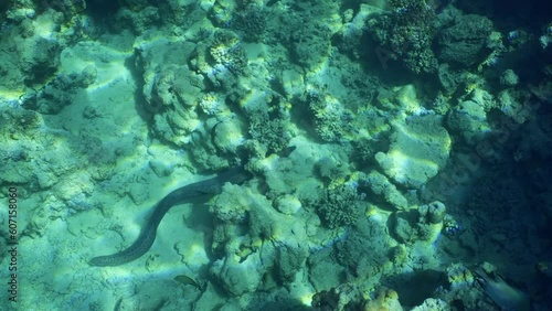 Top view of Giant moray eel (Gymnothorax javanicus) swims over top of shallow coral reef on bright sunny day in sunbeams, Slow motion photo