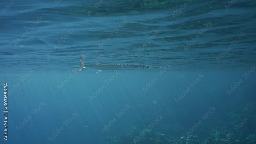 Garpike swimming under surface in sun rays, slow motion. Sea Needle or Garfish swims under surface of blue water over coral reef on sunny day in sunbeams, tropical fish swim nearby Garpike swimming under surface in sun rays, slow motion. Sea Needle or Garfish swims under surface of blue water over coral reef on sunny day in sunbeams, tropical fish swim nearby