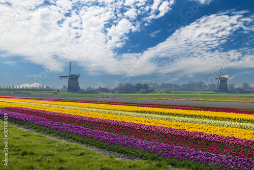 Field of tulips with Ondermolen windmill near Alkmaar, The Netherlands photo