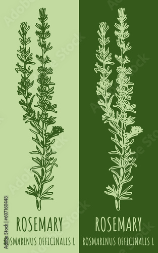 Vector drawings ROSMARINUS OFFICINALIS . Hand drawn illustration. Latin name Salvia rosmarinus.
