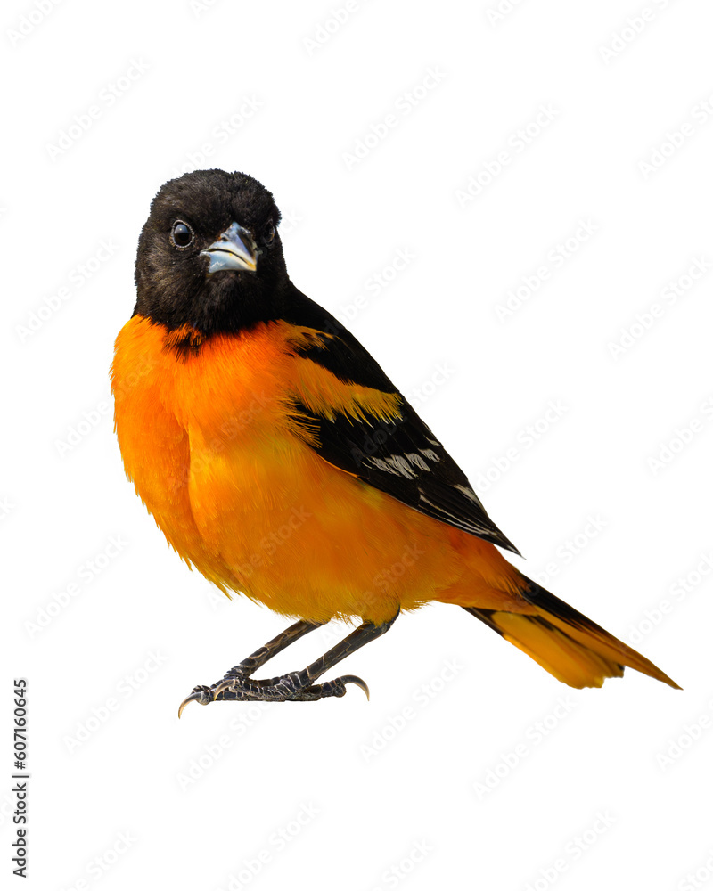 Ταπετσαρία Baltimore Oriole on a white background