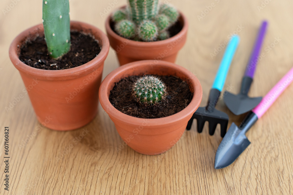 Collection of various cacti in terracotta pots and gardening tools . Mini cactus in red clay pots. Indoor succulents plants in small round ceramic pots. Concept for gardening and houseplants at home. Collection of various cacti in terracotta pots and gardening tools . Mini cactus in red clay pots. Indoor succulents plants in small round ceramic pots. Concept for gardening and houseplants at home.