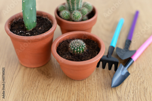 Collection of various cacti in terracotta pots and gardening tools . Mini cactus in red clay pots. Indoor succulents plants in small round ceramic pots. Concept for gardening and houseplants at home.