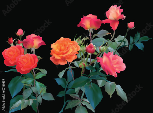 two orange roses bunches on black