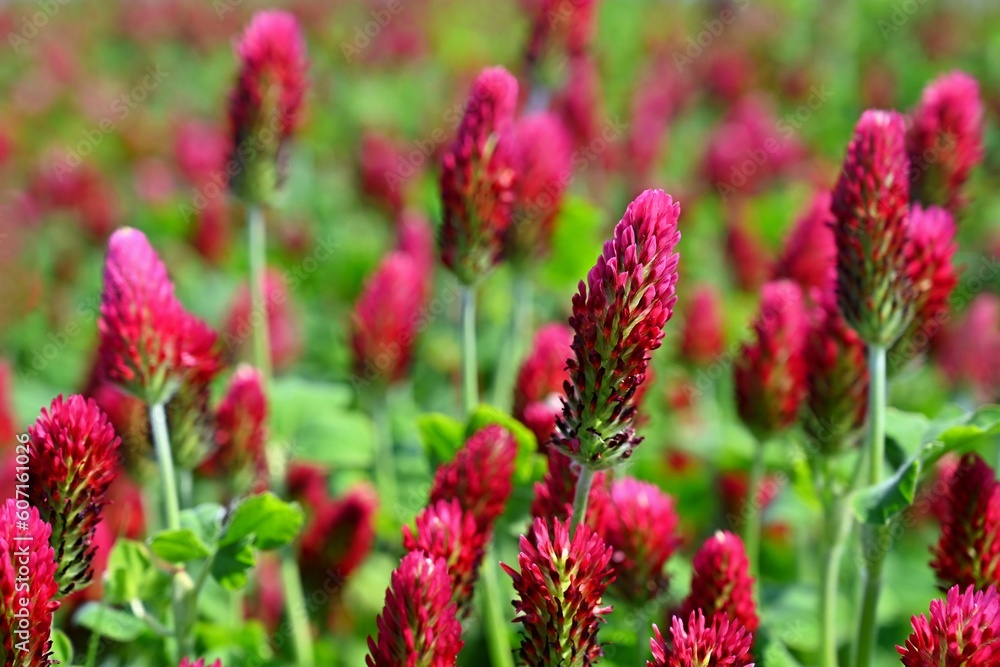 Beautiful red flowers. Spring nature background. Clover incarnate - Trifolium incarnatum Beautiful red flowers. Spring nature background. Clover incarnate - Trifolium incarnatum