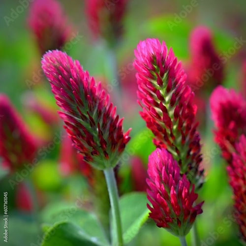 Beautiful red flowers. Spring nature background. Clover incarnate - Trifolium incarnatum photo