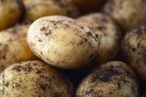 Fresh homemade raw whole white potatoes with ground closeup