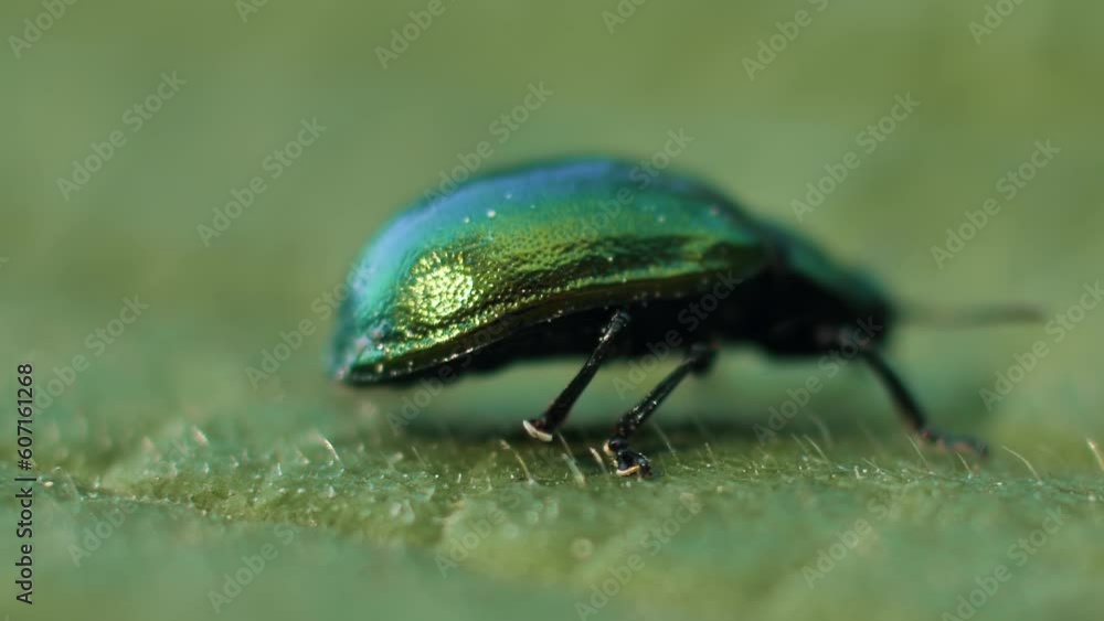Green leaf beetle, Linaeidea aenea. A beetle moves on a tree leaf Green leaf beetle, Linaeidea aenea. A beetle moves on a tree leaf