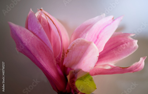 Pink magnolia flower isolated on dark background with full depth of field