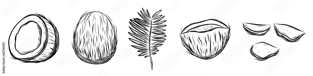 Set with coconut and leaf in hand drawn sketch style Set with coconut and leaf in hand drawn sketch style