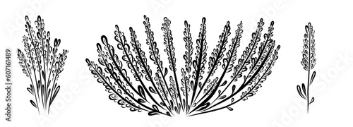 Set with lavender flower and branch in hand drawn sketch style
