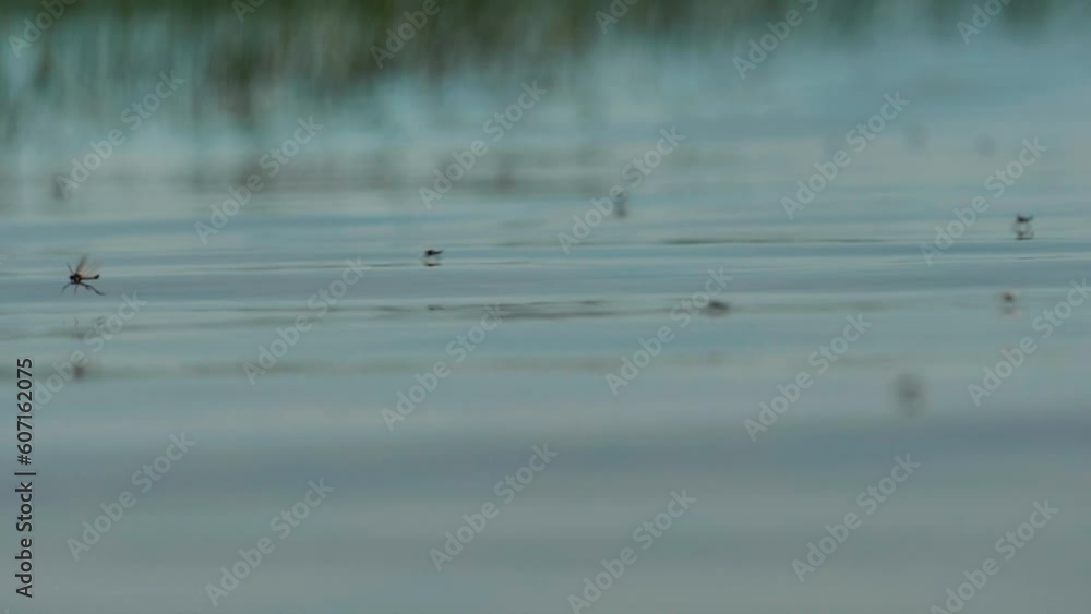 Small mosquitoes fly over the water in the rays of light. Insects swarm in the rays of the setting sun. Mosquitoes Hover over the water Small mosquitoes fly over the water in the rays of light. Insects swarm in the rays of the setting sun. Mosquitoes Hover over the water