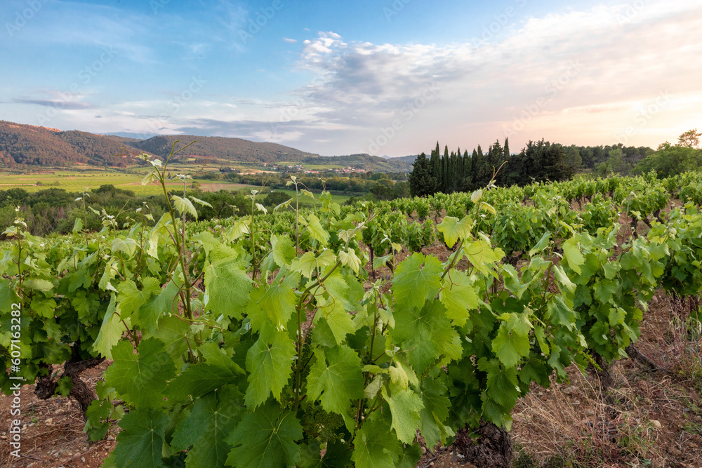 Vines, grapes and viticultural landscape of the South of France.