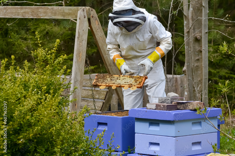 A female beekeeper in protective wear working on the hive A female beekeeper in protective wear working on the hive
