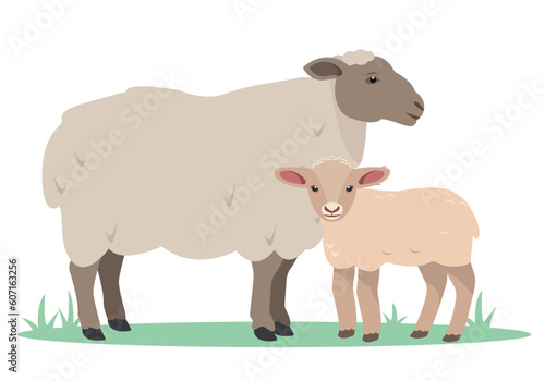 Sheep and baby lamb. Family of sheeps. Farm animal icons. Wool and meat production. Vector flat or cartoon illustration isolated on white background.