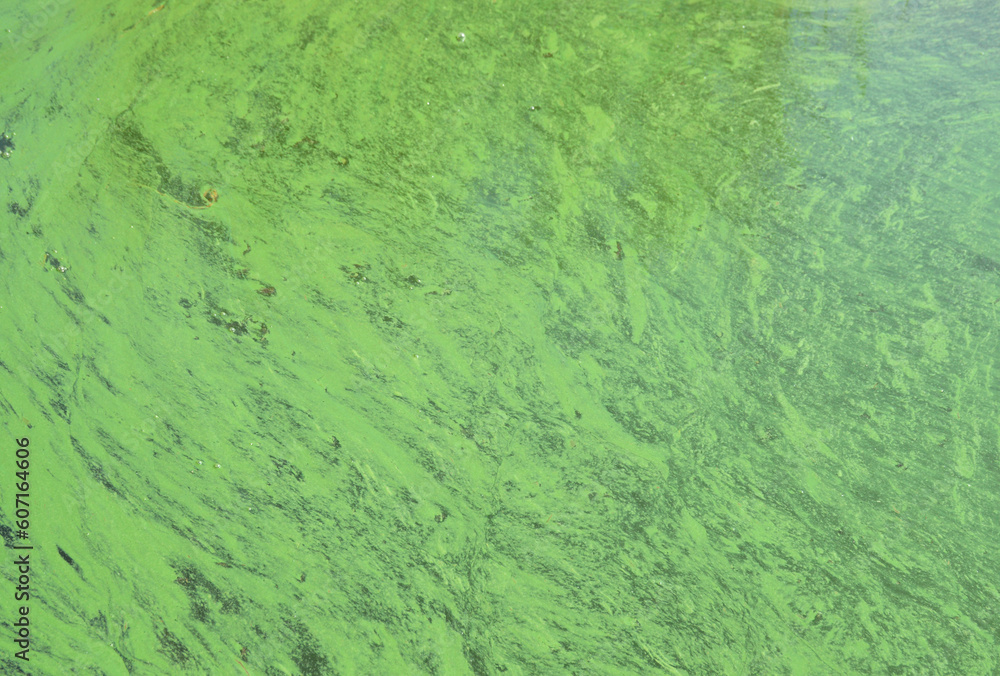 blooming green algae in dirty water, world environmental problems