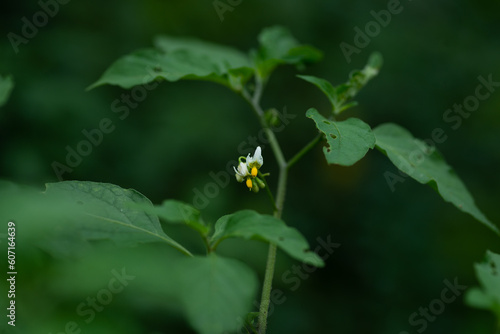 Wild Black Nightshade Plant With Blooms. Slidell Louisiana. May 2023.