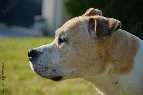 Chien American Staffordshire Terrier 