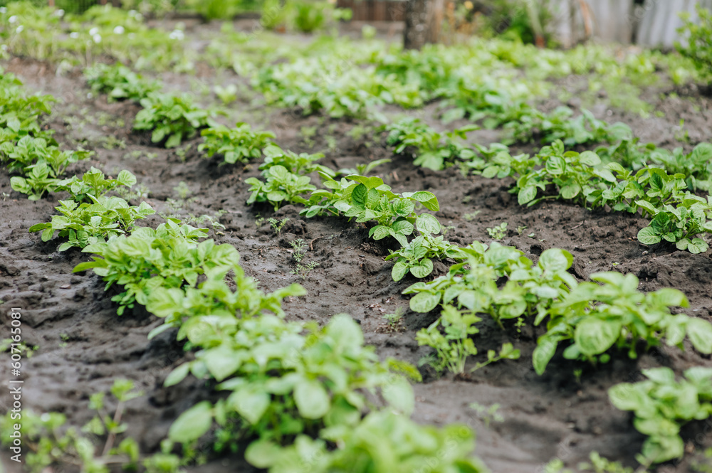 Green bushes of potato plant grow in the garden. Photography, nature, growing food. Green bushes of potato plant grow in the garden. Photography, nature, growing food.
