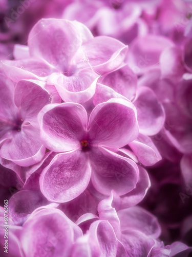 Macro shot of lilac flowers