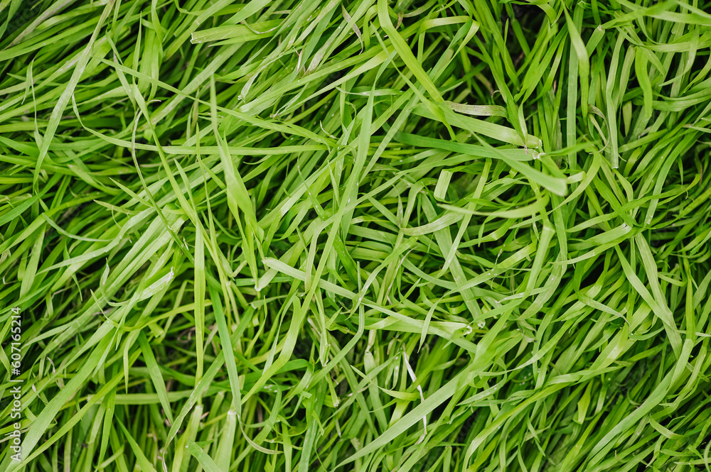Background, texture of green grass unevenly folded from the wind in the meadow. Close-up photography, nature, top view, macro. Background, texture of green grass unevenly folded from the wind in the meadow. Close-up photography, nature, top view, macro.