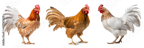 A set of images of a chickens, isolated background. Generative Ai