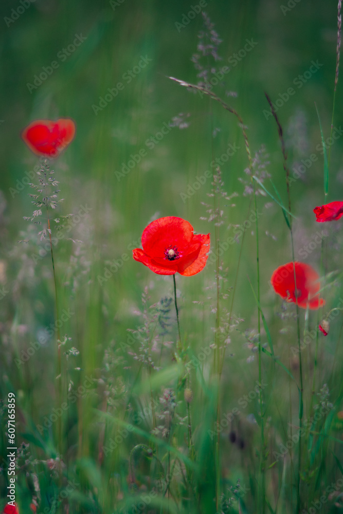 Obraz premium Mohnblüte