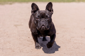 Leinwandbilder Französische Bulldogge Französische Bulldogge im Porträt nahaufnahme  © photoPepp