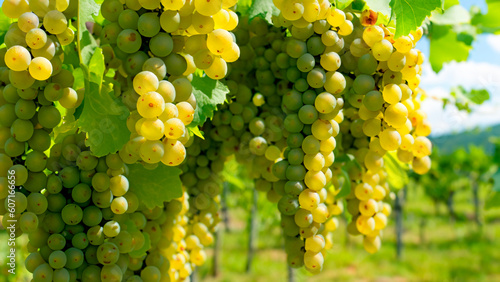 Clusters of white grapes hang from the vines. Ripe grapes with green leaves.