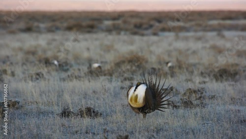 Close on male sage grouse dancing on frosty breeding ground at sunrise