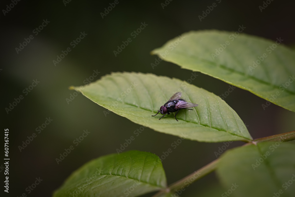 fly on leaf fly on leaf