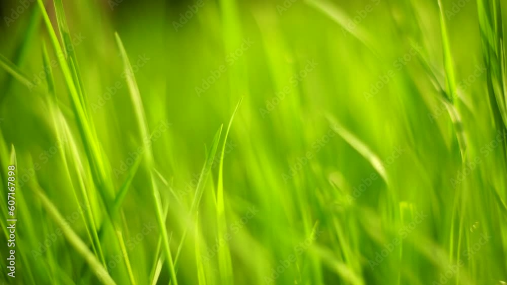 amazing green grass in fresh spring garden