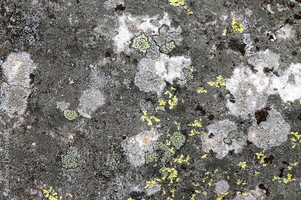 Gray stone surface covered with green and yellow lichen as an abstract natural background Gray stone surface covered with green and yellow lichen as an abstract natural background