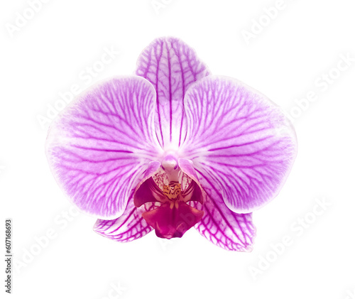 Pink striped orchid flower Isolated on transparent background. Object with clipping mask. Design element.
