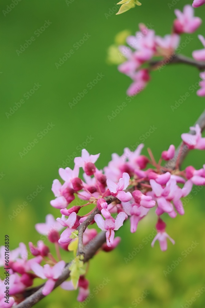 close up of pink flowers close up of pink flowers