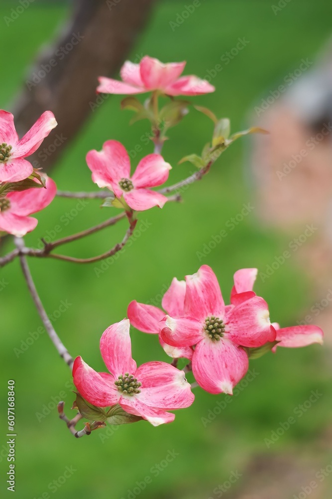 pink flowers pink flowers