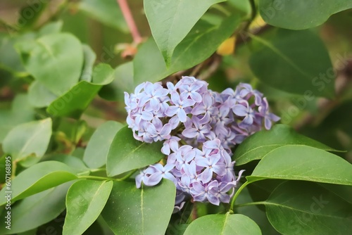 lilac flowers on a branch