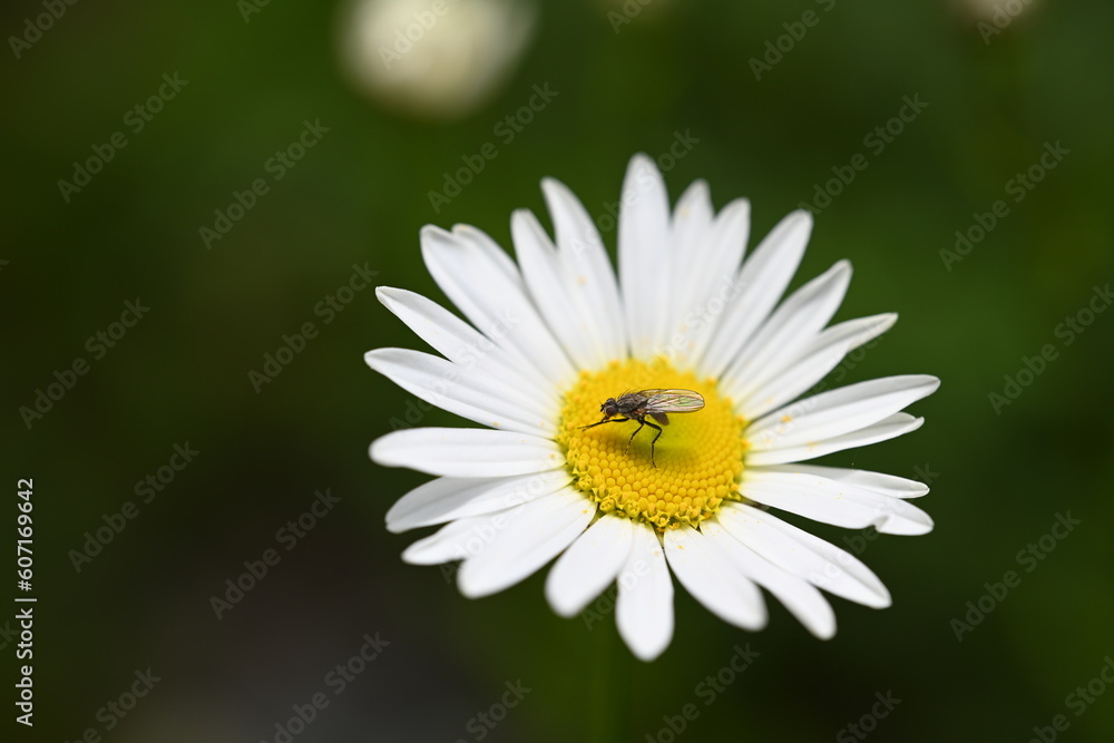 Obraz premium fly on a camomile