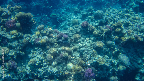 Colorful, picturesque coral reef at the bottom of tropical sea, different types of hard coral and violet Pocillopora, underwater landscape © Albina