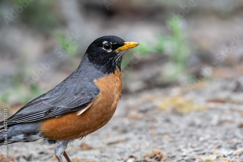 Up close with a robin