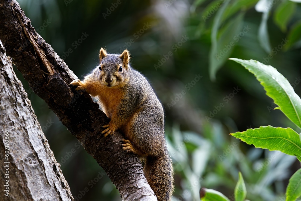 fox squirrel in the park