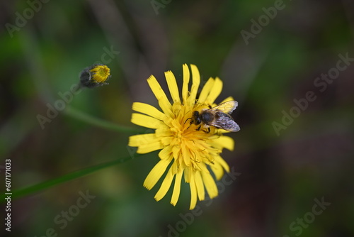 bee on yellow flower